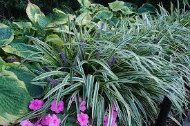 Liriope Muscari Variegata With Hosta Frances Williams And Impatiens Liriope Muscari Hosta Frances Williams Foundation Plantings