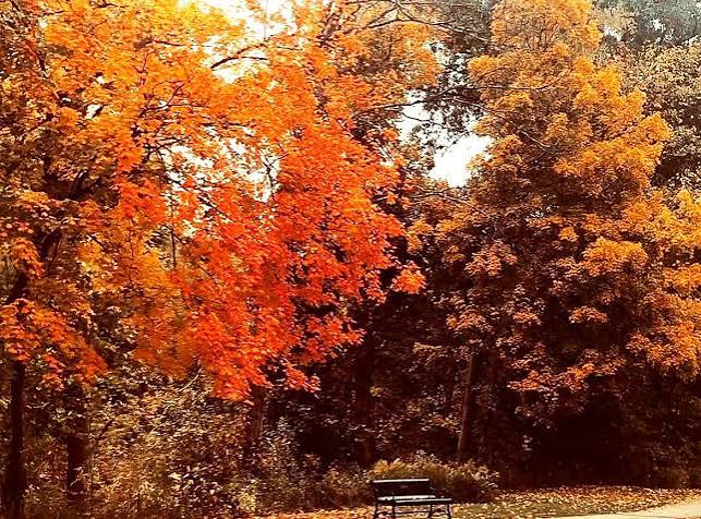 Exploring the Fall Aesthetic - Laura's Books and Blogs