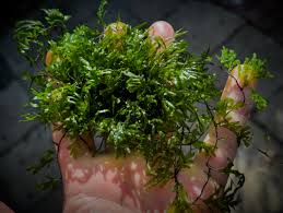 Image result for Crepidomanes