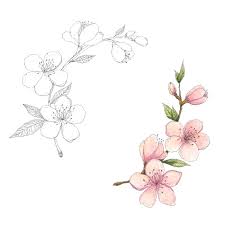 Maybe you would like to learn more about one of these? Cherry Almond Blossom Hand Drawn Botanical Illustration By Olyamore Thehungryjpeg Com