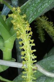 Image result for Chamaeangis