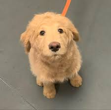 Positive Reinforcement Dog Training in Thunder Bay