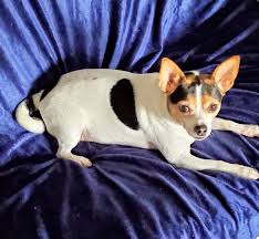 Tinkerbella - Mostly Mutts of Sunbury, PA