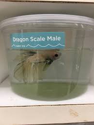 Obviously, dead fish don't swim. New Peta Expose Filth Sickness And Death For Betta Fish At Petco Peta Exposes And Undercover Investigations