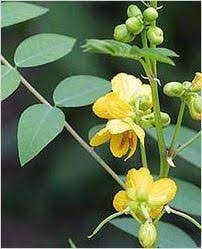 Para que sirve un buscador, los tipos, caracteristicas y como funciona. Hierba Hedionda O Brusca Senna Occidentalis Cassia Occidentalis Usos Medicinales