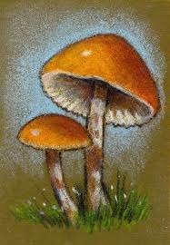 Original Aceo Orange Mushrooms Color Pencil On Colorfix Paper Realistic Color Pencil Art Prismacolor Art Art
