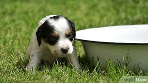Too much shampooing and bathing can break down the essential oils and cause skin irritation. 3 Ways To Bathe Your Puppy Wikihow Pet