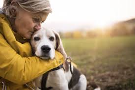 Osteosarcoma is the most common primary bone tumor of dogs and nearly 10,000 dogs are diagnosed with this cancer each year. Signs Of Bone Cancer In Dogs Providence South Animal Hospital Waxhaw Veterinarian