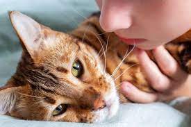 Mengutip dari buku berjudul care your self: Ketahui 6 Tanda Kucing Akan Mati Halaman All Kompas Com