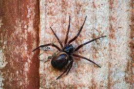 Sightings of false black widow spiders on the rise in Milton Keynes