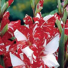 Image result for Gladiolus decoratus
