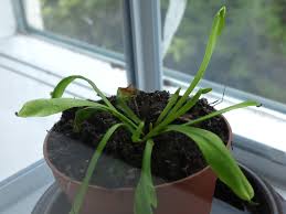 Nighttime temperatures should not go below 55 f. Venus Flytrap Dionaea Muscipula Doesn T Grow Traps Anymore Gardening Landscaping Stack Exchange