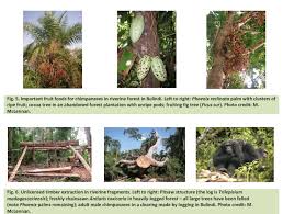 Image result for Glenniea africana