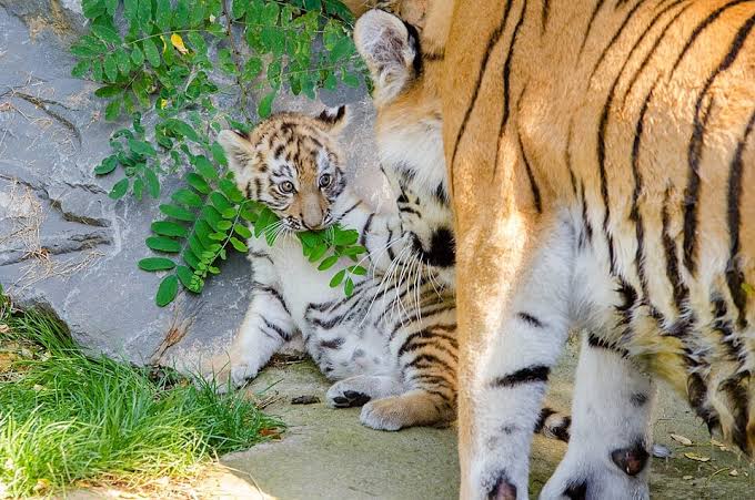 Two small tiger cubs resting in a zoo enclosure in Greece.
