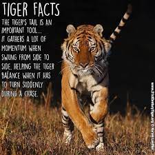 tiger fact the tigers tail whips side to side helping maintain balance while running tiger facts wild cats endangered animals lessons