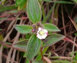 Image result for Antherotoma angustifolia