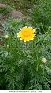 Image result for Glebionis carinata `German Flag`