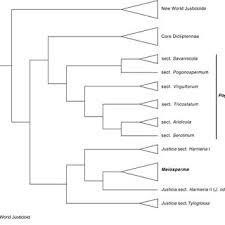 Image result for Meiosperma bracteatum