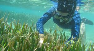 Some subsections of it can consist of pollution. Environmental Science Ms American University Washington Dc