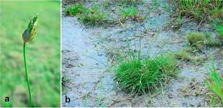 Image result for Abildgaardia ovata