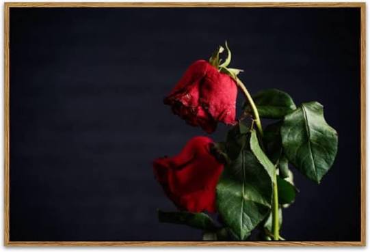 Rosa marchita