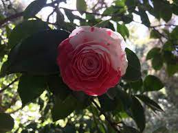 Half Red And Half White Camellia White Camellia Flowers Red And White