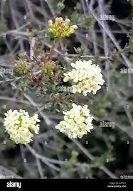 Image result for Gnidia goetzeana