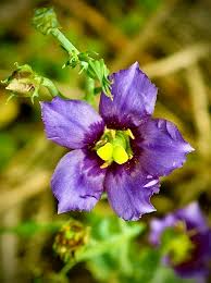 Image result for eustoma maurine