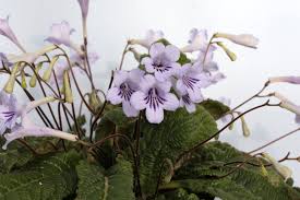 Image result for Streptocarpus leptopus