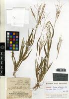 Image result for Panicum arcurameum