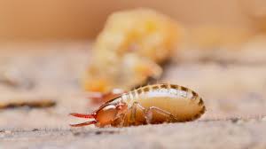 Image result for Pseudoprosopis