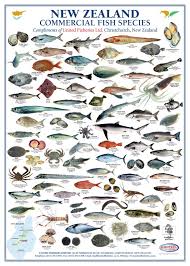 Pin By Trey Roehl On Munsturgerd Fish Chart Types Of Fish Sea Fish