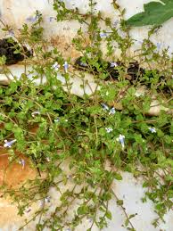 Image result for Lindernia monroi