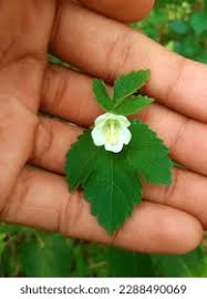 Image result for Hibiscus lobatus