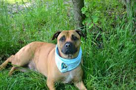 To Be Destroyed 06 20 14 Staten Island Center My Name Is Nizmo My Animal Id Is A1002906 I Am A Neutered Male Brown American Staff Mix The Shelter Think Goruntuler Ile