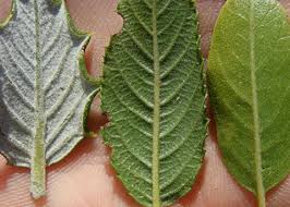 Image result for Rhamnaceae