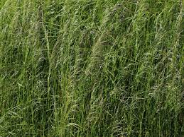Deschampsia is a genus of plants in the grass family, commonly known as hair grass6 or tussock grass. Rasen Schmiele Deschampsia Cespitosa Fur Deinen Garten