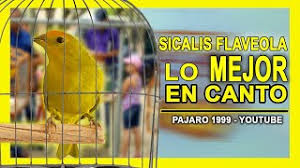Descargar cantoos de canarios criollos / canto de canarios educa canario timbrado espanol for android apk download : Descargar Musica Trine De Canario Criollo Agresivo Para Concurso Mp3 Gratis Grantono Net