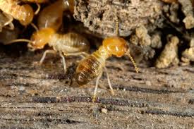Cracks indoors can also be a place where these homes may require more pest control services on a regular basis to initially work on this problem. Pin By A1 Exterminators On Bug Pest Control Tips Termite Infestation Termites Termite Control