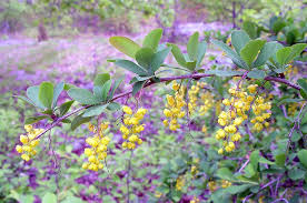 Image result for Berberis
