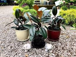 If you would like, you can dip the cutting in rooting hormone. How To Grow A Beautiful Rubber Tree Houseplant And Care For It