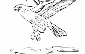 Falcon Coloring Page Google Search Peregrine Falcon Coloring Pages Bird Coloring Pages
