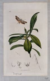 Image result for Thymelaeaceae