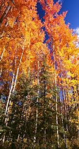 Trees Grown In Michigan Quaking Aspen Along The Mccarthy Road Growing Tree Tree Aspen Trees