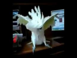 Birds Dancing To Music Youtube Cacatua Parrot Dancing Heavy Metal Youtube In 2020 Funny Parrots Cockatoo Animal Humour