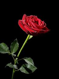 We hope you enjoy our growing collection of hd images. Free Download Rose Red Flower Black Background Wallpaper Background 4k Ultra Hd 3840x2160 For Your Desktop Mobile Tablet Explore 43 4k Flower Wallpapers 4k Nature Wallpaper Spring Japan Awesome