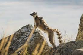 #madagascar #all hail king julien #king julien #king julian #netflix #i am not shitting you on this #mine. Madagascar King Julien S Kingdom Moratravel