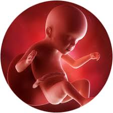 23 Ssw Schwangerschaftswoche Happybabyness Com