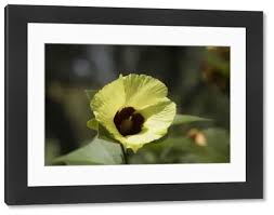 Image result for Hibiscus panduriformis