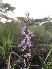 Image result for Disa aconitoides